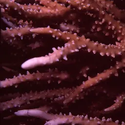 False Flower Coral, photo 4