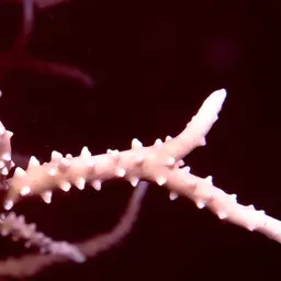 False Flower Coral, photo 5