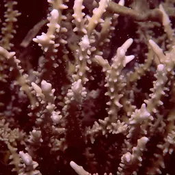 False Flower Coral, photo 6