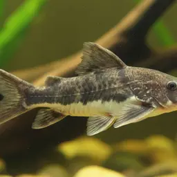 Thorny Catfish
