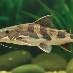 Flatnose Catfish