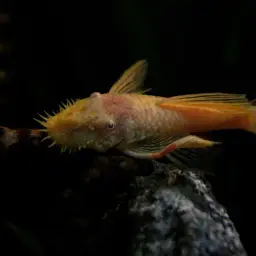 Jumbie Teta, photo 3