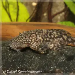 Dwarf Bushynose Catfish
