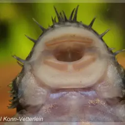Dwarf Bushynose Catfish, photo 2