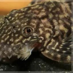 Dwarf Bushynose Catfish, photo 3