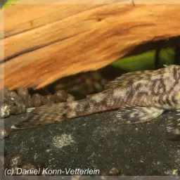 Dwarf Bushynose Catfish, photo 4