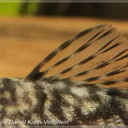 Dwarf Bushynose Catfish, photo 5