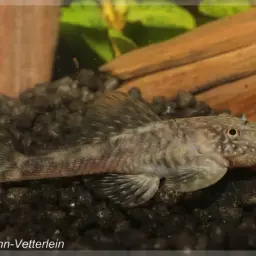Dwarf Bushynose Catfish, photo 6