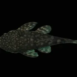 Dwarf Bushynose Catfish, photo 7