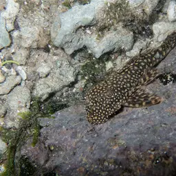 Dwarf Bushynose Catfish, photo 8