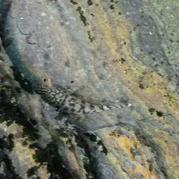 Dwarf Bushynose Catfish, photo 9