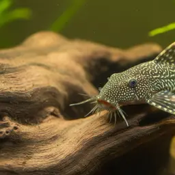 Dwarf Bushynose Catfish, photo 10