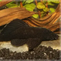 Bristlenose Pleco