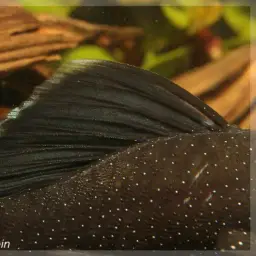 Bristlenose Pleco, photo 2