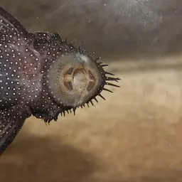 Bristlenose Pleco, photo 3