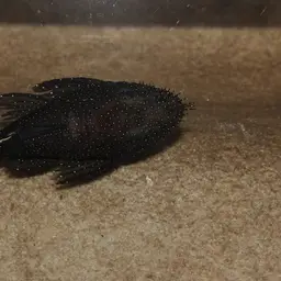 Bristlenose Pleco, photo 4