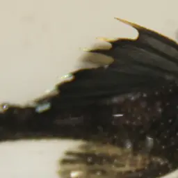 Bristlenose Pleco, photo 5