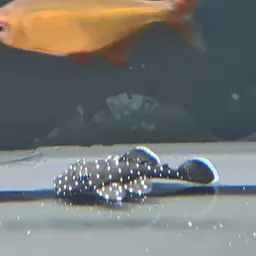 Bristlenose Pleco, photo 6