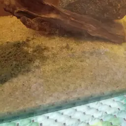 Bristlenose Pleco, photo 7
