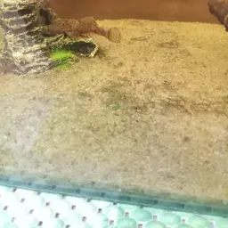 Bristlenose Pleco, photo 8