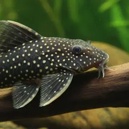 Bristlenose Pleco