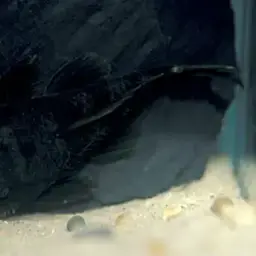 Medusa pleco