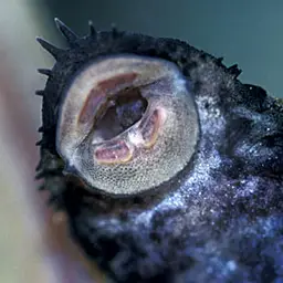 Medusa pleco, photo 2