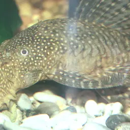 Antenna Armored Catfish