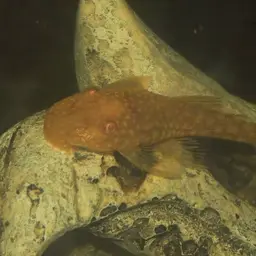 Antenna Armored Catfish, photo 2