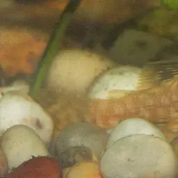 Antenna Armored Catfish, photo 3