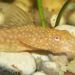 Antenna Armored Catfish, photo 4