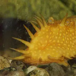 Antenna Armored Catfish, photo 5