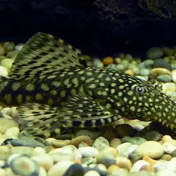Antenna Armored Catfish, photo 6