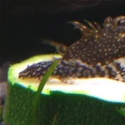 Antenna Armored Catfish, photo 7