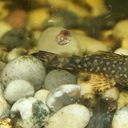 Antenna Armored Catfish, photo 8