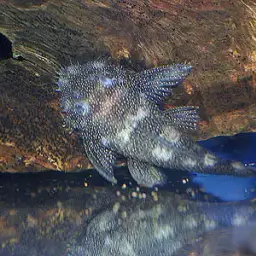 Antenna Armored Catfish, photo 9