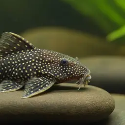 Bristlenose Pleco