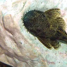 Three-ray Bristlenose Pleco