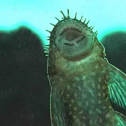 Three-ray Bristlenose Pleco, photo 2