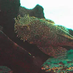 Three-ray Bristlenose Pleco, photo 3