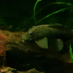Three-ray Bristlenose Pleco, photo 4