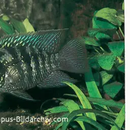 Blue Acara