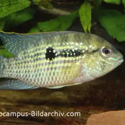 Blue Acara, photo 2