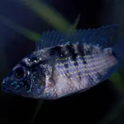Blue Acara, photo 3