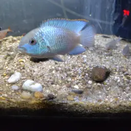 Blue Acara, photo 5