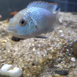 Blue Acara, photo 6