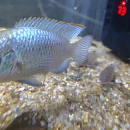 Blue Acara, photo 7
