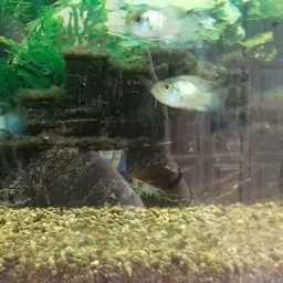 Blue Acara, photo 8