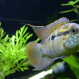 Blue Acara, photo 9