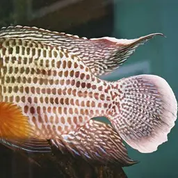 Stalsberg's Cichlid